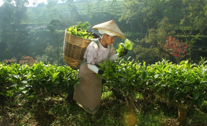 perkebunan teh rancabali – ciwidey