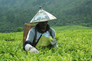 Perkebunan teh RancaBali - Ciwedey