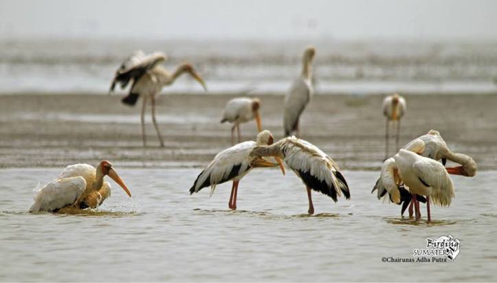 10897858_10204304277021129_2807664412103289099_n