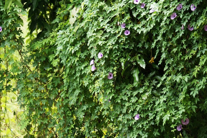 Pulau Samosir - Lake Toba