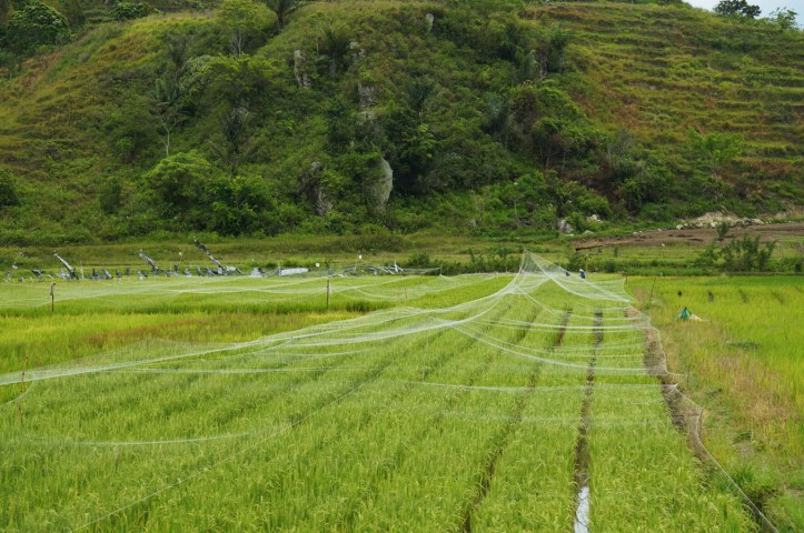 Pulau Samosir - Lake Toba