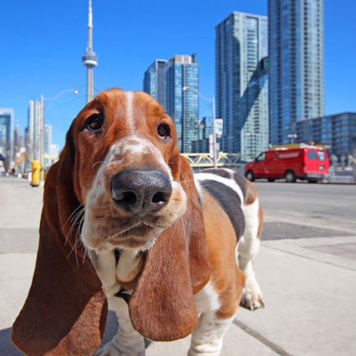 dogs-of-instagram-large-500