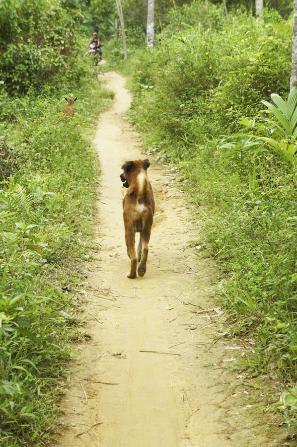 Jalanan setapak menuju Sungai Landak