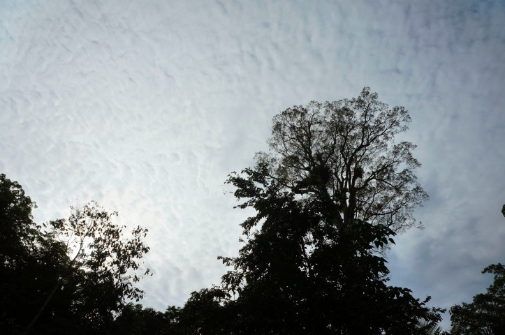 Sungai Landak - Bukit Lawang