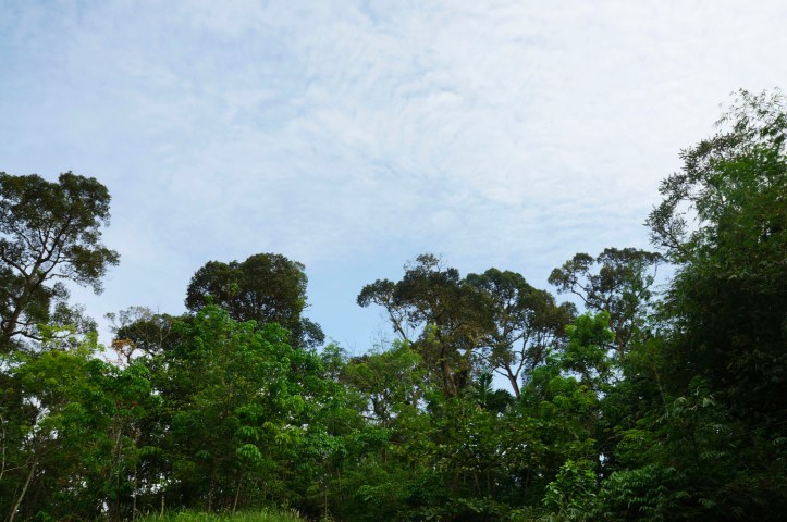 Sungai Landak - Bukit Lawang
