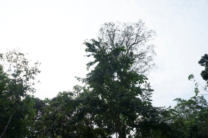 Hutan di pinggir sungai