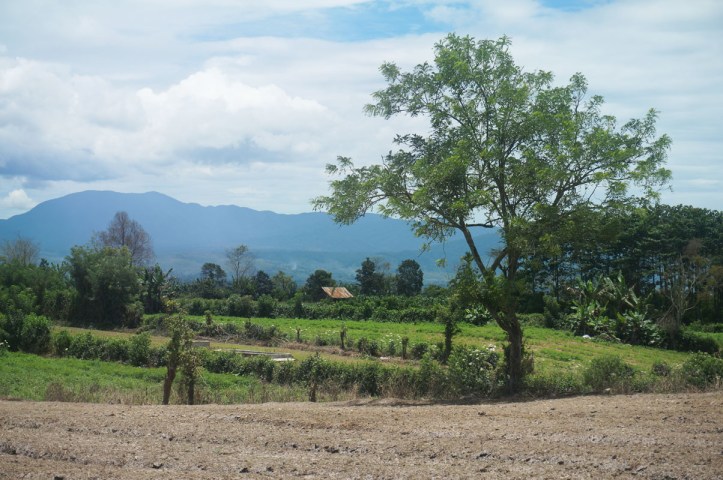 Ladang sayur