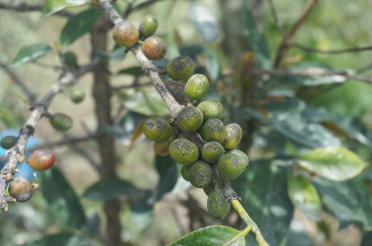 Buah kopi yang diselimuti debu