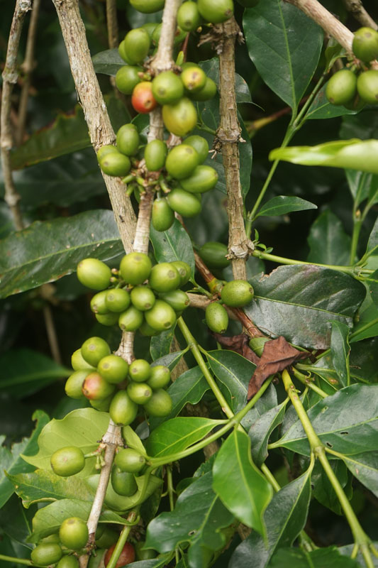 Coffee Tour Takengon Gayo - Aceh Tengah