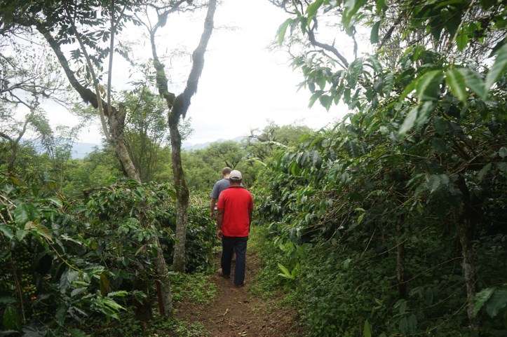 Coffee Tour Takengon Gayo - Aceh Tengah Kebun kopi di belakang rumah