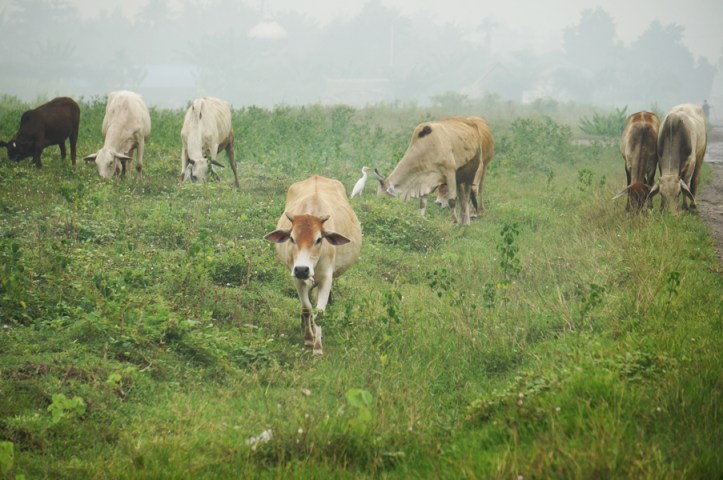 Sapi dimanapun. Saya baru kali ini melihat sapi dan biri-biri dimana-mana. Rasanya seperti mereka ada di kiri dan kanan mobil, muka belakang bahkan didalam mobil haha.