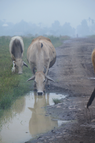 Minum dari kubangan pinggir jalan bekas genangan air hujan