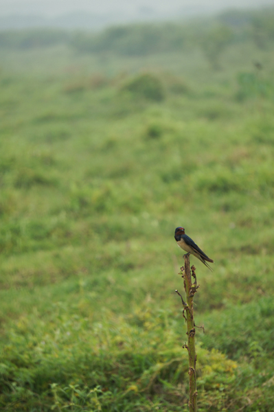 Burung liar yang menurut adik ipar saya laku dijual 500 ribu.
