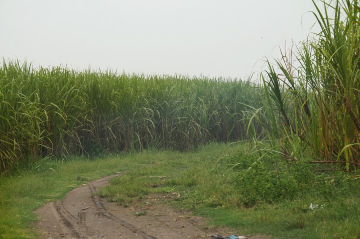 Kebun tebu