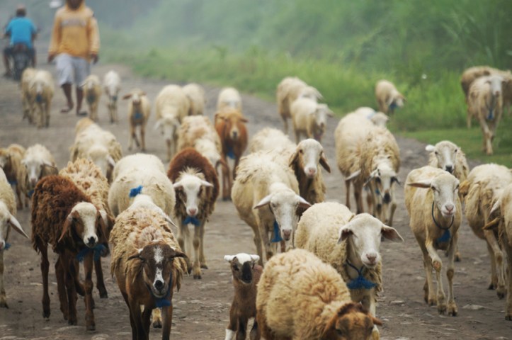 Gerombolan biri-biri