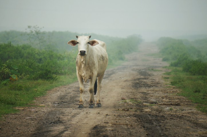 Sapi di tengah-tengah perkebunan tembakau/tebu di Sumatera Utara