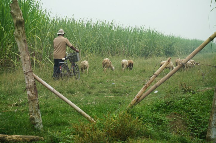 Seorang bapak petani dan biri-birinya