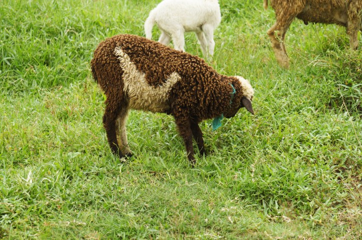 Biri-biri cute yang kalau gak inget bau dan kalau gede jadi gembel rasanya pengen bawa pulang