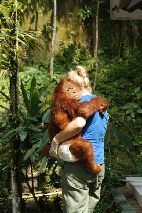 Raul dengan seorang volunteer yang merawatnya. Raul tidak bisa berjalan dan hanya bisa merangkak. Penyakit meninghitis yang dideritanya mungkin didapat dari manusia yang pernah berhubungan dengan OU ini. 