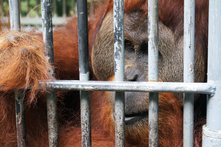 Leuser Orangutan 