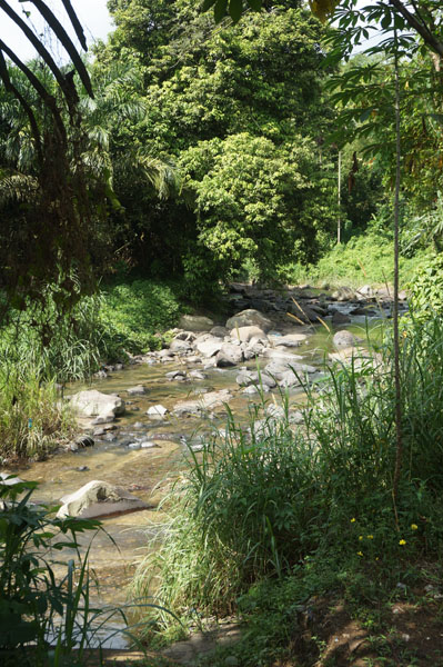Sungai kecil. Kita diharuskan melewati sungai ini dan naik ke atas bukit untuk menuju Orangutan Haven
