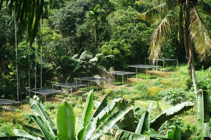 Ladang sayur dan buah