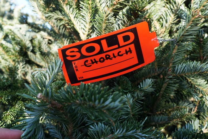 Ini pohon yang kita taksir tapi akhirnya terjual kepada Mr. Chorich