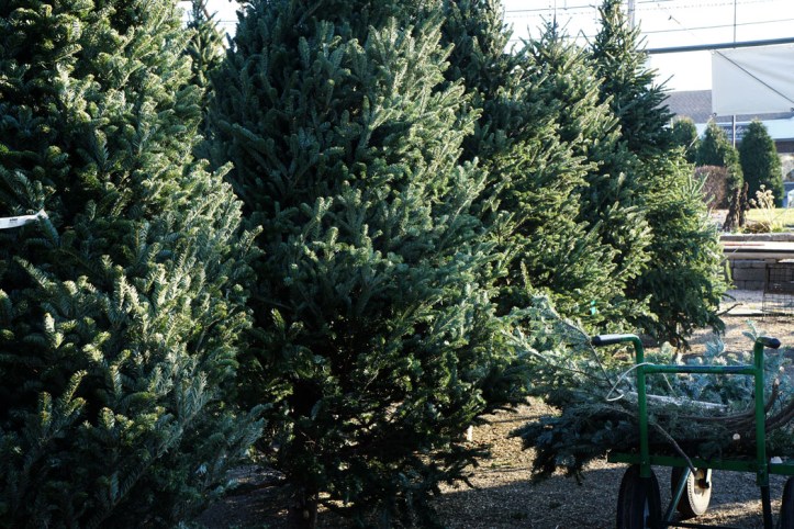 Deretan pohon natal