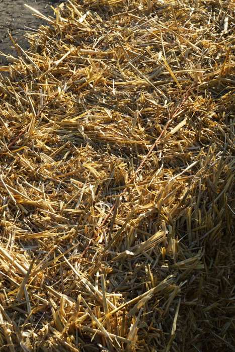 Jerami. Bayangkan ya untuk menghias rumah-rumah pas natal nanti ada loh keluarga2 yang beli balok-balok jerami ini untuk dekorasi hehe. Penasaran