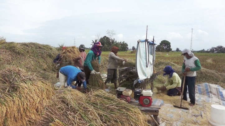 Panen Padi