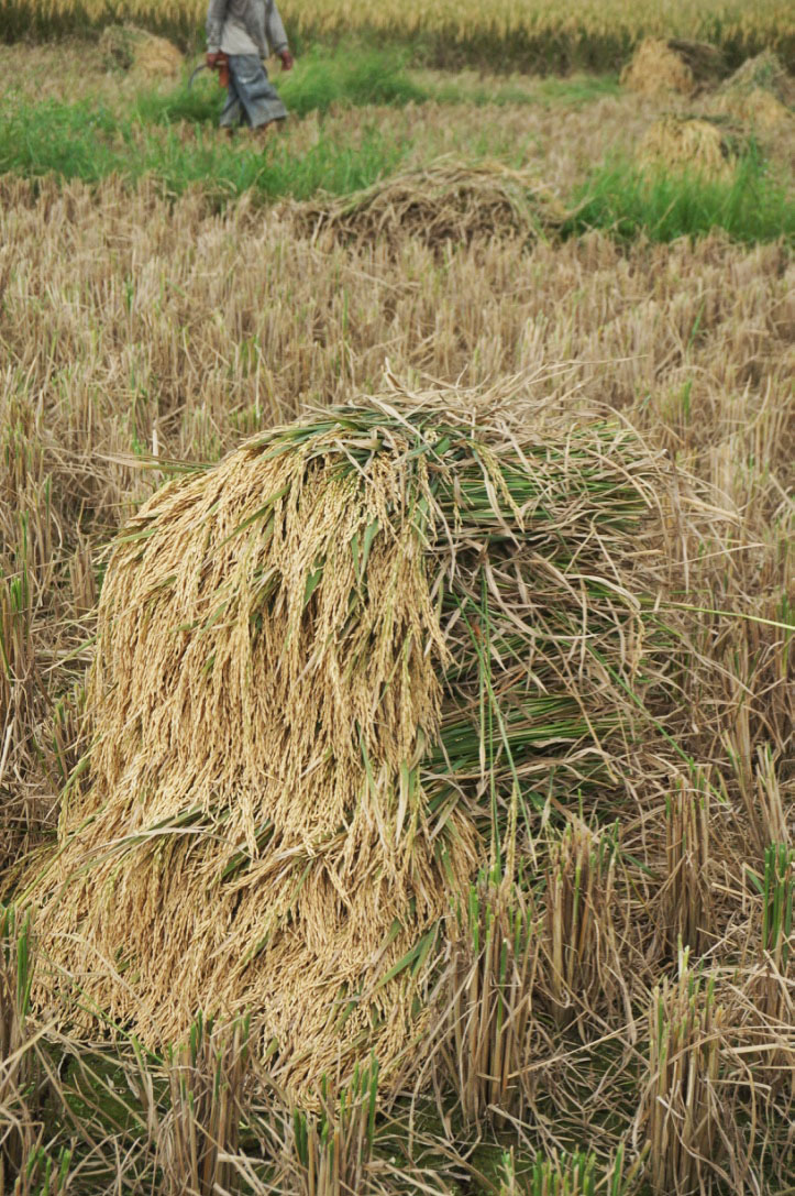 Panen Padi