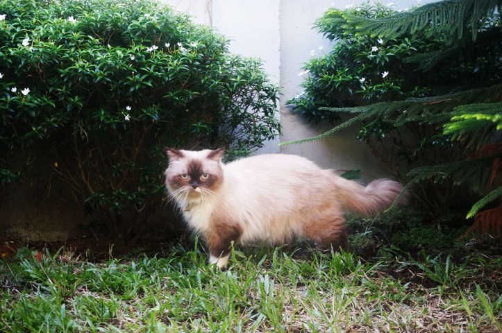 Hari pertama di rumah. Dikeluarin dihalaman belakang keliatan banget dia gak suka dan stress berat.