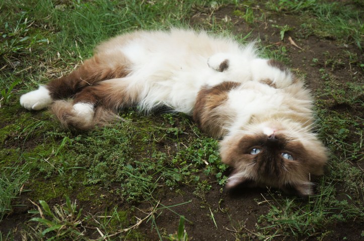 Gila ya cukup satu hari dia udah mulai ngulet-ngulet di tanah dan rumput