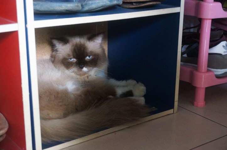 Spot tidur baru, ini tempat sepatu tadinya tapi yah udahlah, kayaknya dia suka