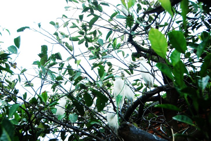 Burung Kokokan Ubud Bali