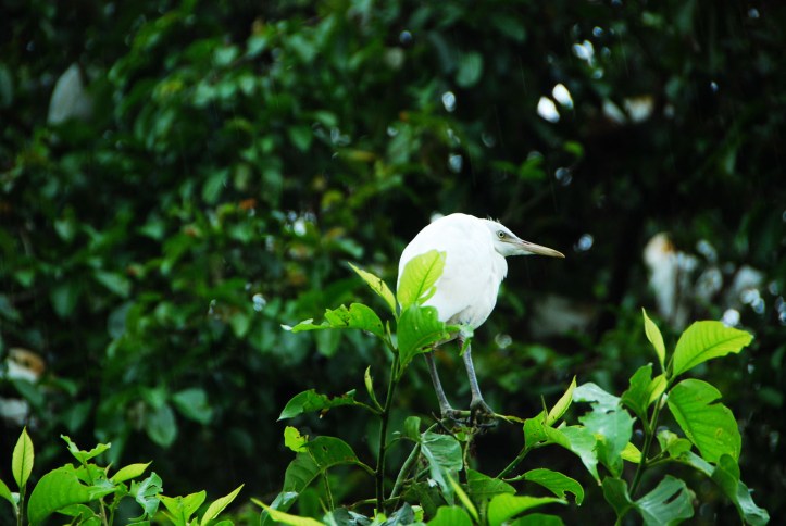 Burung Kokokan Ubud Bali