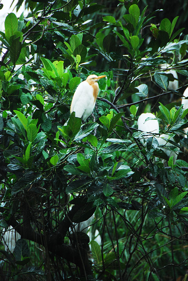 Burung Kokokan Ubud Bali