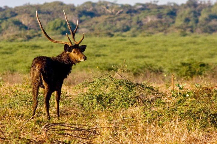 Taman Nasional Baluran Indonesia