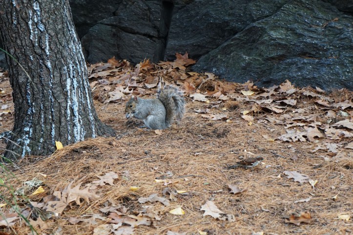 Central Park New York