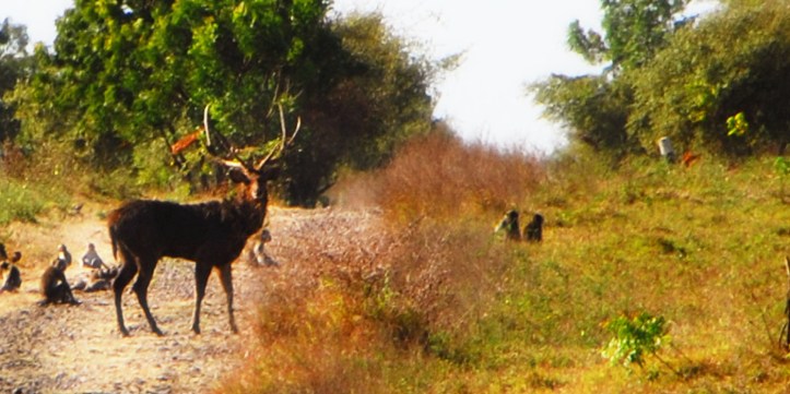 Taman Nasional Baluran Indonesia