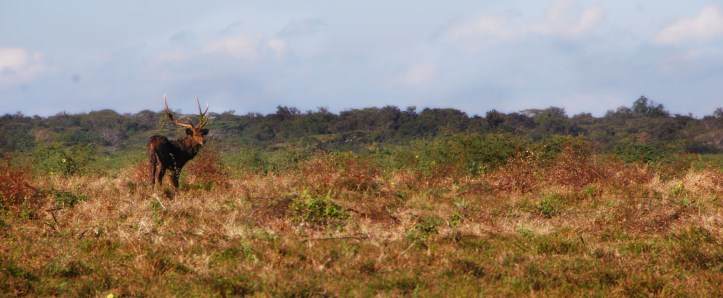 Taman Nasional Baluran Indonesia