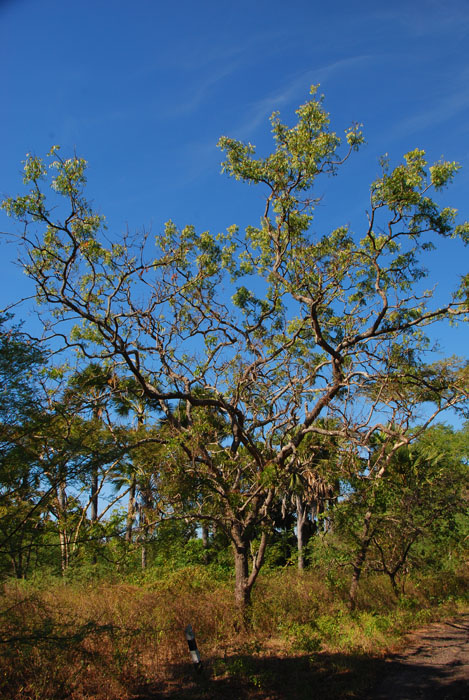 Taman Nasional Baluran Indonesia