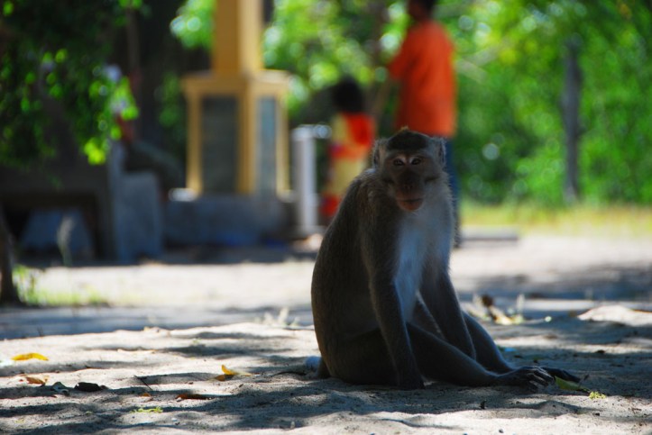 Taman Nasional Baluran Indonesia
