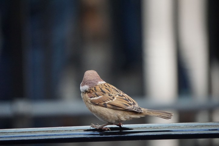 The Wizarding World of Harry Potter