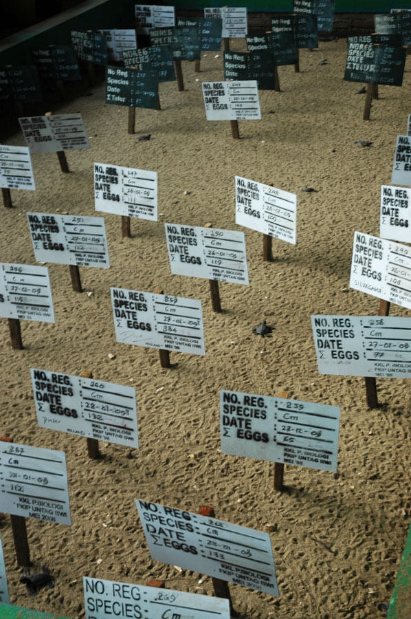 Sukamade Jawa Timur 28