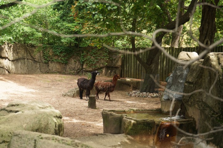 Ilama, ehh ini kalau gak salah dari Nepal kan ya. 