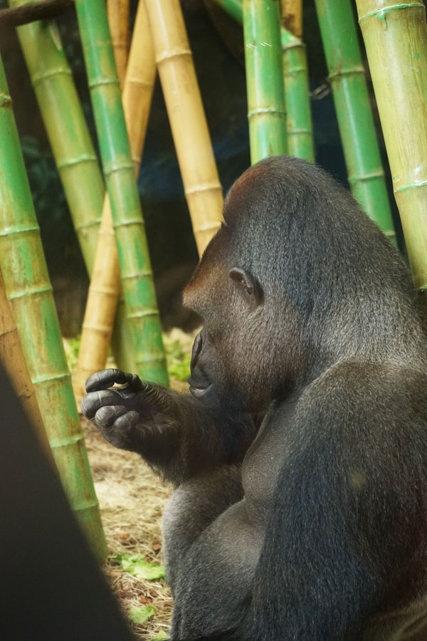 Gorila. Ini silverback atau biasanya kepala dari satu group Gorilla. Sewaktu kita kesana ketauan banget dia gak seneng. Mukanya cemberut dan keliatan kesal karena semua orang emang pengen lihat dan foto. Termasuk saya huhu. Maaf yaaa... Pas saya berlalu dan banyak orang berkerumun tiba-tiba dia bergerak dan kasih bokongnya kesemua orang. Kak Yenny bilang dia beneran super kecewa