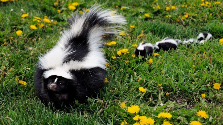 Skunk. Kata bapaknya Matt ada 1 ekor didekat rumah mereka tapi saya belon pernah lihat. Kalau lihat binatang ini jangan disayang2 tapi mendingan dihindarin aja karena kalau dia nyemprot gas dari pantatnya, baunya luar biasa. Kita mesti mandi jus tomat selama 1 minggu supaya netral kembali. Malesin kan tp imut gitu mukenya