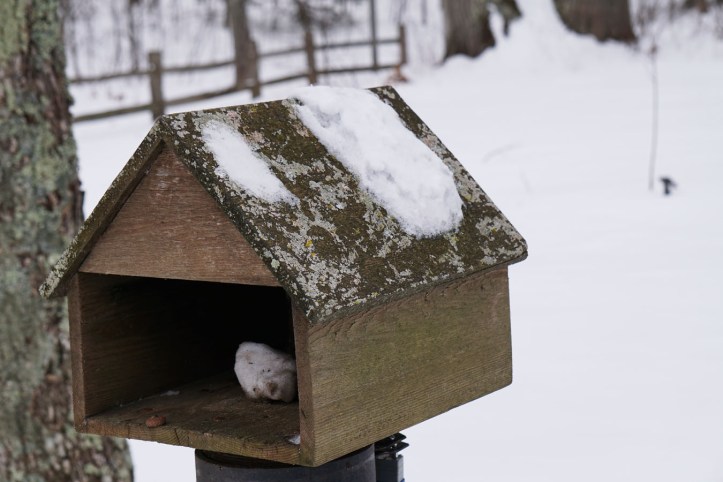 Bukan kabin tapi rumah burung/tupai atau kotak surat :)