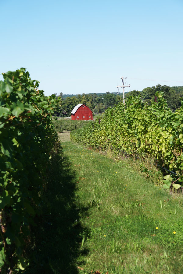 Barn ini kita temukan ketika wine tasting di Vineyard otw home.